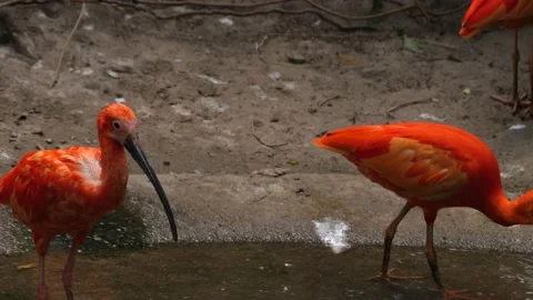 Close up of scarlet ibis Stock Footage 135036739