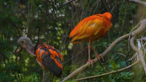 Close up of a scarlet ibis Stock Footage 142743754