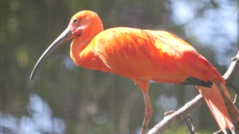 Close up of scarlet ibis  Stock Footage 244346940