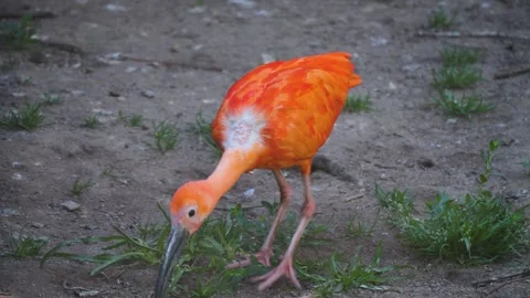 Close up of scarlet ibis Stock Footage 244599831