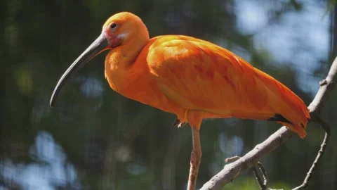 Close up of scarlet ibis Stock Footage 244599872