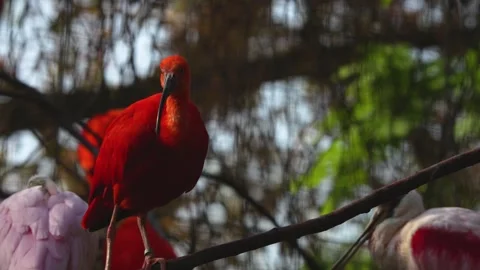 Close up of scarlet ibis Stock Footage 272509066