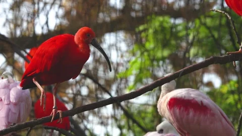 Close up of scarlet ibis Stock Footage 272541554