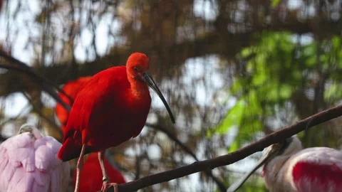 Close up of scarlet ibis  Video stock 272612930