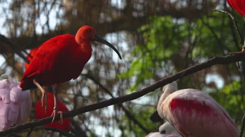 Close up of an scarlet ibis  Stock Footage 273745656