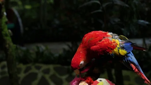 Close Up Scarlet Macaw on a Branch, Bandung, Indonesia, Asia 動画素材 129505341