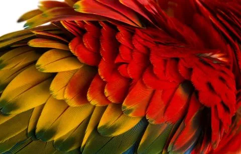 Close-up on a Scarlet Macaw feathers (4 years old) isolated on white Foto stock