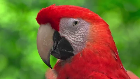 Close up of a scarlet macaw parrot face blinking eyes in tropical green forest Stock Footage 328534248