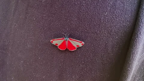 Close Up of Scarlet Tiger Moth on Fabric Reacting to Gentle Touch Stock Footage 340602381