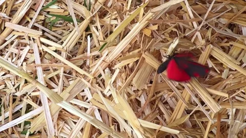 Close Up of Scarlet Tiger Moth Flapping Wings on Straw Covered Ground Stock Footage 340602372