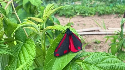 Close Up of Scarlet Tiger Moth Resting on Raspberry Leaf Stock Footage 340602357
