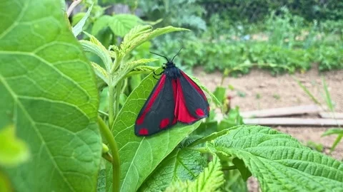 Close Up of Scarlet Tiger Moth Resting on Raspberry Leaf Stock Footage 340602389