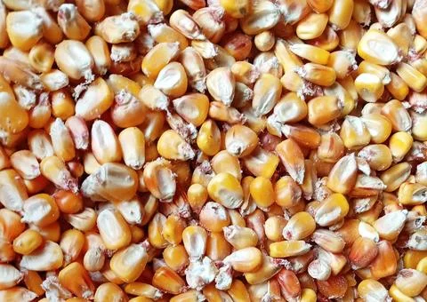 Close-up of scattered raw corn kernels Stock Photos