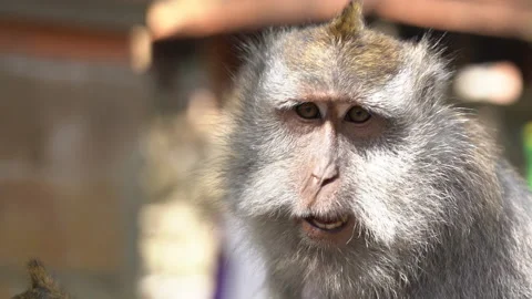 A close scene of a funny looking and hairy ape. Stock Footage 146551525