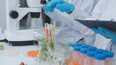 Close up scene of researcher examining alternative protein powder in steril.. Stock Footage 335924952
