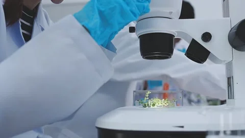 Close up scene of researcher examining alternative protein powder in steril.. Stock Footage 335924970