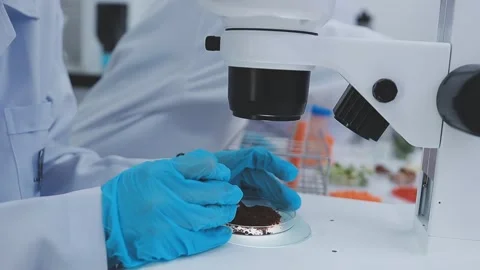 Close up scene of researcher examining alternative protein powder in steril.. Stock Footage 335925010