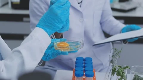 Close up scene of researcher examining alternative protein powder in steril.. Stock Footage 335925011