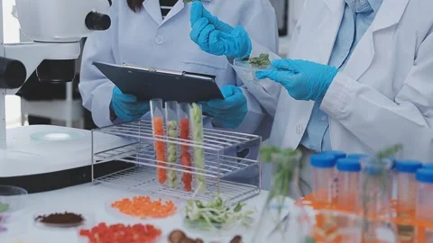 Close up scene of researcher examining alternative protein powder in steril.. Stock Footage 335925052