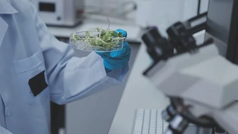 Close up scene of researcher examining alternative protein powder in steril.. Stock Footage 335925113