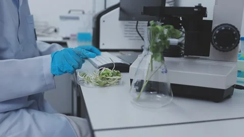 Close up scene of researcher examining alternative protein powder in steril.. Stock Footage 335925129