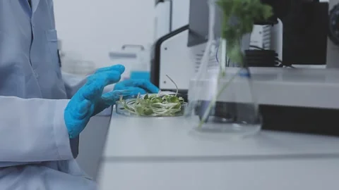 Close up scene of researcher examining alternative protein powder in steril.. Stock Footage 335925138
