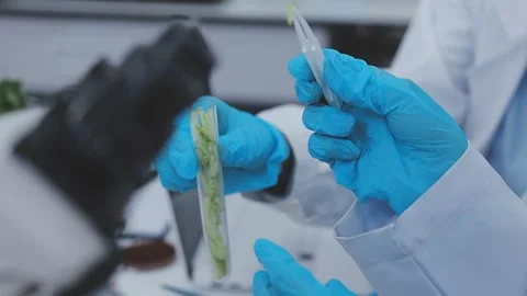 Close up scene of researcher examining alternative protein powder in steril.. Stock Footage 335925296