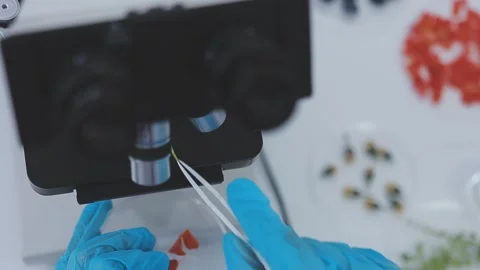 Close up scene of researcher examining alternative protein powder in steril.. Stock Footage 335925310