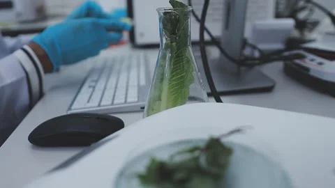 Close up scene of researcher examining alternative protein powder in steril.. Stock Footage 335925318