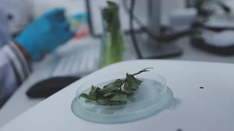 Close up scene of researcher examining alternative protein powder in steril.. Stock Footage 335925320