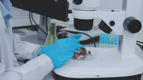 Close up scene of researcher examining alternative protein powder in steril.. Stock Footage 335925619