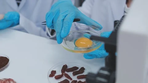 Close up scene of researcher examining alternative protein powder in steril.. Stock Footage 335925645