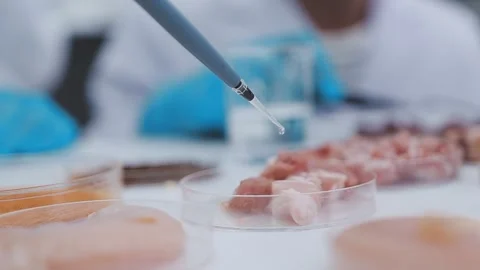 Close up scene of researcher examining alternative protein powder in steril.. Stock Footage 335925669