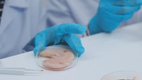 Close up scene of researcher examining alternative protein powder in steril.. Stock Footage 335925679