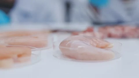Close up scene of researcher examining alternative protein powder in steril.. Stock Footage 335925680