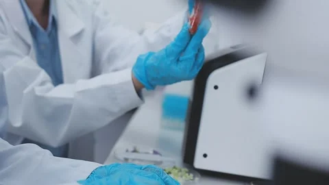 Close up scene of researcher examining alternative protein powder in steril.. Stock Footage 335925734