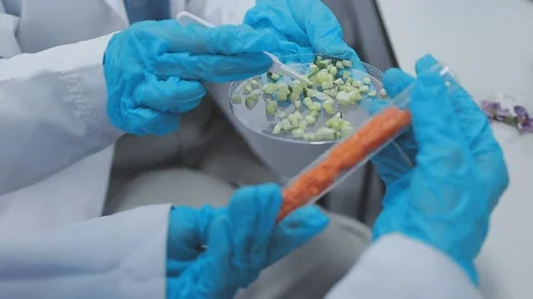 Close up scene of researcher examining alternative protein powder in steril.. Stock Footage 335925762