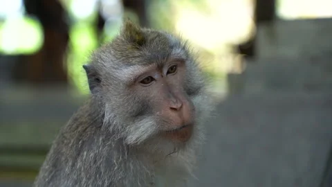 A close scene shows an interested ape spying one someone. Stock-Footage 146551550