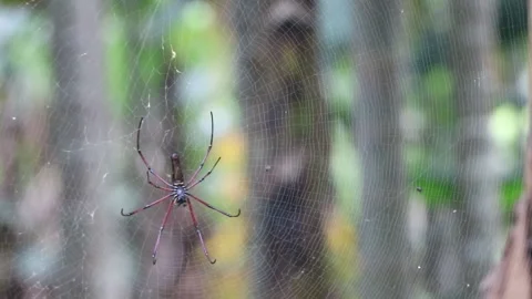 Close up scene of spider and net in forest Video stock 203189279