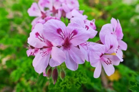 Close-up of Scented Leaf Pelargonium Geranium Copthorne Foto stock
