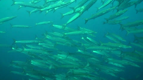 Close up of a school of barracuda Video stock 33091036