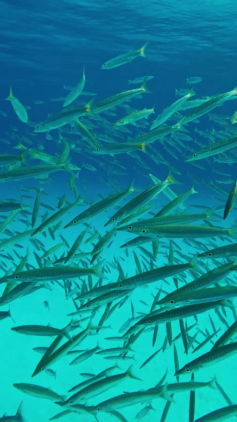 Close-up, school of Barracuda swimming in deep blue water column and sparkling Stock Footage 332306756