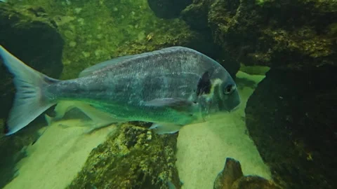 Close up of a school of blue fish Stock Footage 269548967