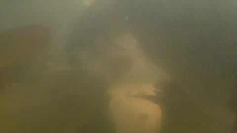 Close Up School Carp Fish Swimming Murky Turbid Freshwater Pond Farm Stock Footage 332018673