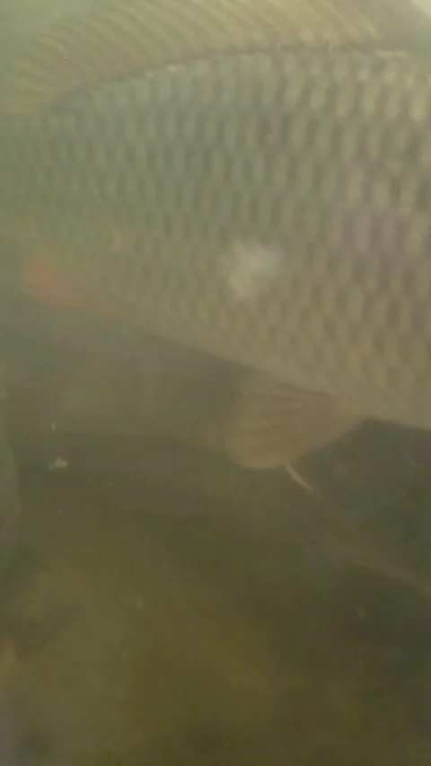 Close Up School Carp Fish Swimming Murky Turbid Freshwater Pond Farm Stock Footage 332018674