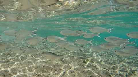 Close-up, school of Flagtail fish swim on sandy-stoned shallow water sparkling Video stock 333950743