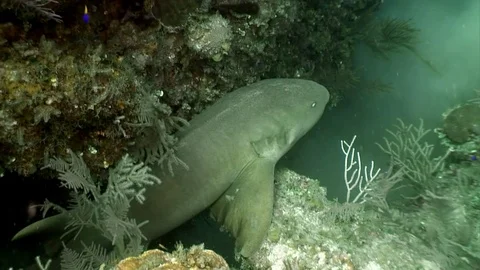 Close-up school of gray reef sharks underwater landscape Caribbean Sea. Stock-Footage 121059718