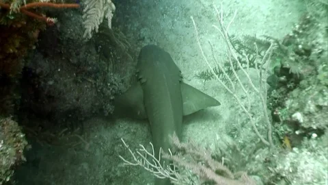 Close-up school of gray reef sharks underwater landscape Caribbean Sea. Stockbeeldmateriaal 121059721