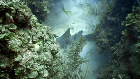 Close-up school of gray reef sharks underwater landscape Caribbean Sea. Stock-Footage 121060194