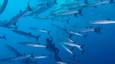 Close-up of a school of Great Barracudas swimming around a silhouette of diver Stock Footage 328651925